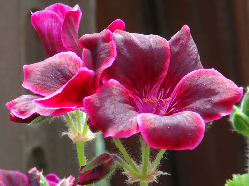 Regal Pelargonium Lord Bute - Stunning hybrid with deep purple black petals edged with red.