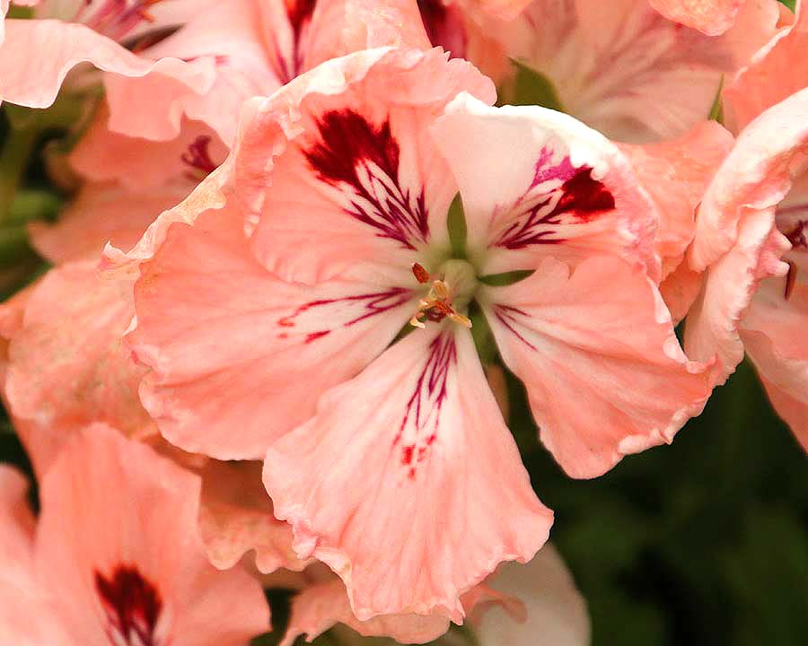 Pelargonium Regal hybrids Rapture  - pale apricot with red markings