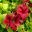Regal Pelargonium - Aldwyck - deep red flowers