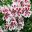 Regal Pelargonium Fringed Aztec - frilly flowers are white with red-purple markings