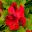 Regal Pelargonium Montigue Garibaldi Smith - red flower with black markings on the upper petals