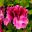 Regal Pelargonium Monty's Magic  Frilly flowers with deep cerise upper petals and soft lilac lower petals