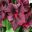 Pelargonium Regal hybrids 'Springfield Black' - Deep burgurdy leaves