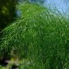 Anethum graveolens - feathery foliage - Dill