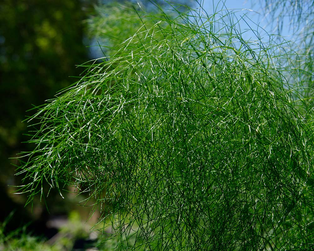 Anethum graveolens - feathery foliage - Dill