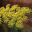 Antheum graveolens or Dill, flower