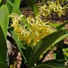 Dendrobium speciosum