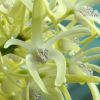 One of the many flowers on each inflorescence of Dendrobium speciosum