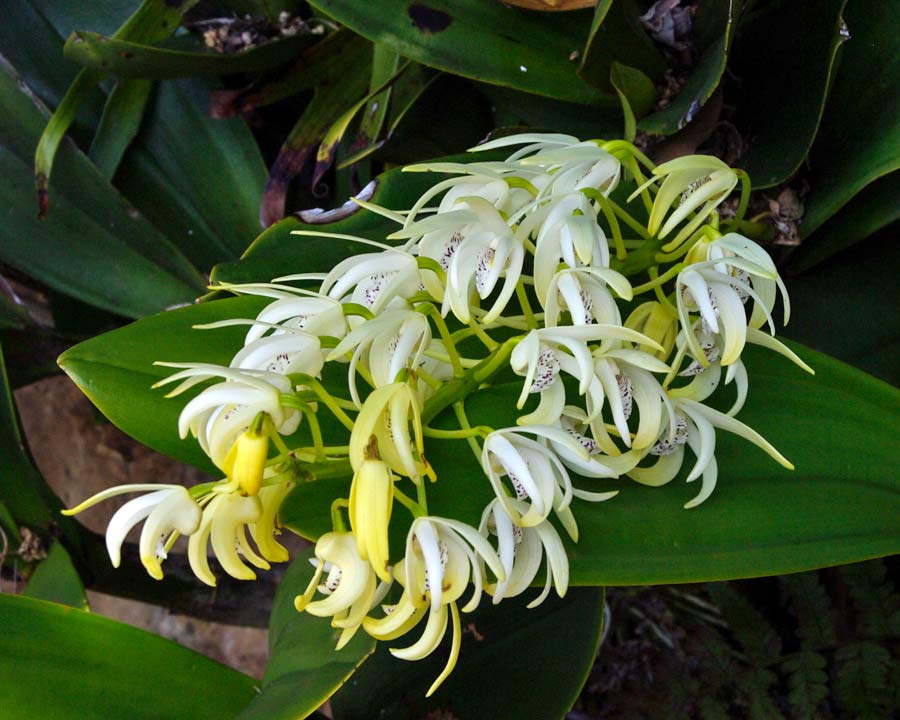 Dendrobium speciosum or Rock Lily