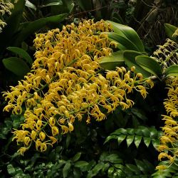 Dendrobium speciosum 