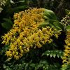 Dendrobium speciosum - variety Grandiflorum Mount Larcom Gold