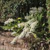 Dendrobium specisosum