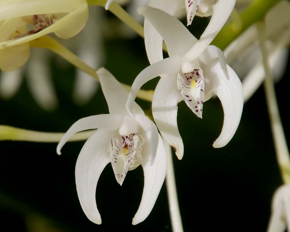 Dendrobium specisosum