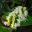 Dendrobium speciosum or Rock Lily