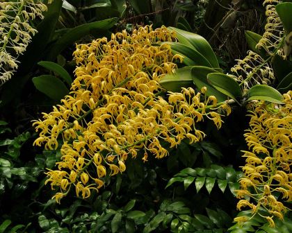 Dendrobium speciosum - variety Grandiflorum Mount Larcom Gold