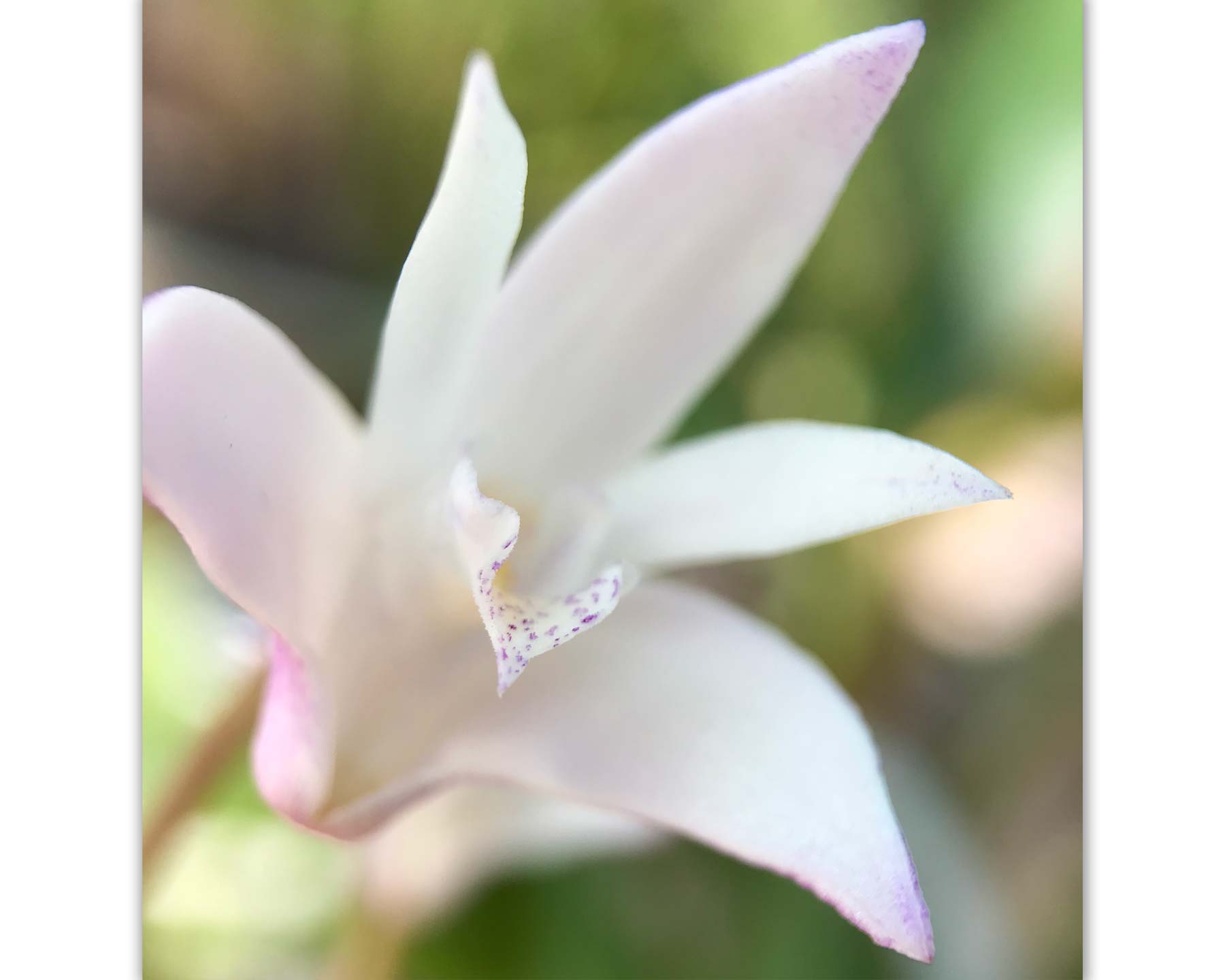 Dendrobium kingianum - Rock Orchid