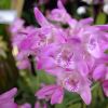 Dendrobium kingianum Herox Tungsteds Pink