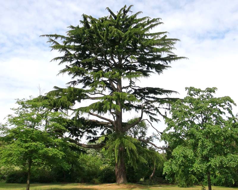Cedrus deodara as seen at Kew Gardens
