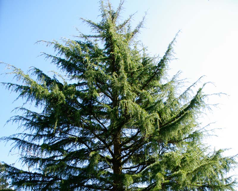 Cedrus deodara - Himalayan Cedar