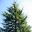 Cedrus deodara - Himalayan Cedar