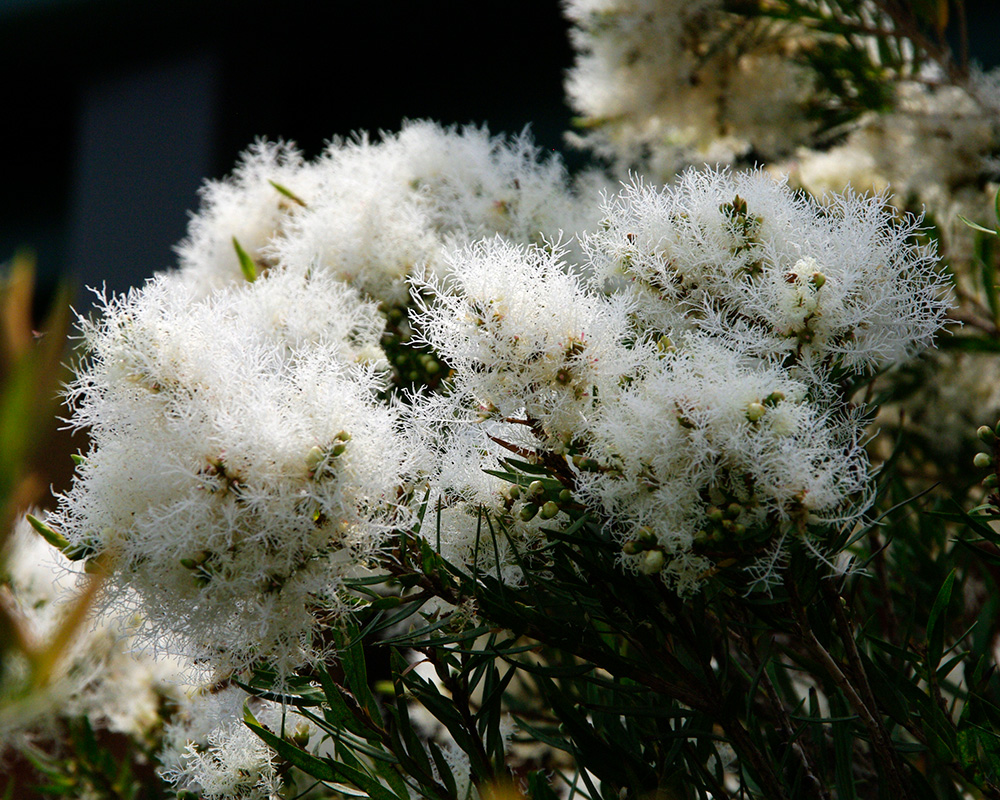 Melaleuca linariifolia - downy white flowers -