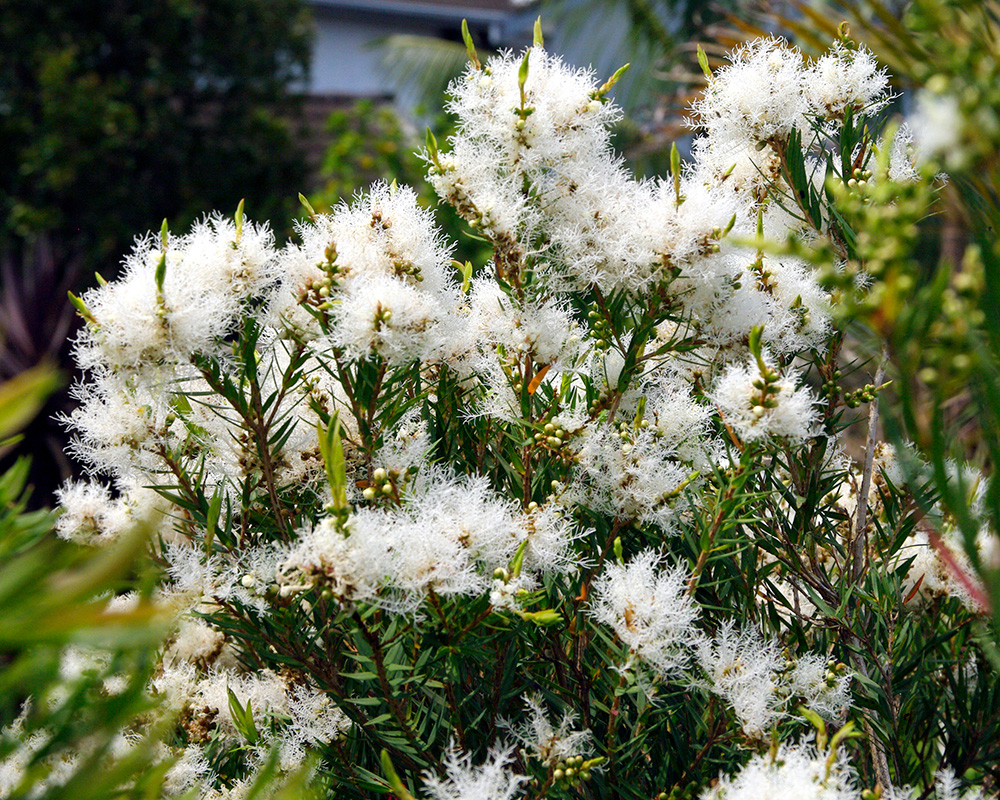 Melaleuca linariifolia - creamy white soft downy flowers
