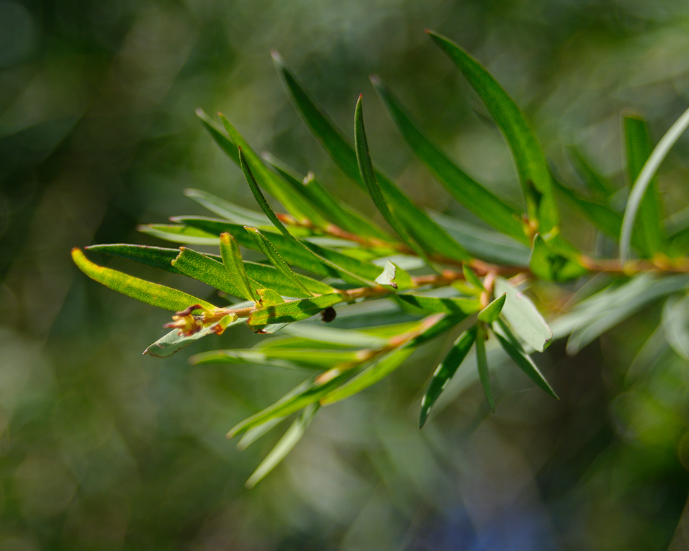 Melaleuca linariifolia - foliage