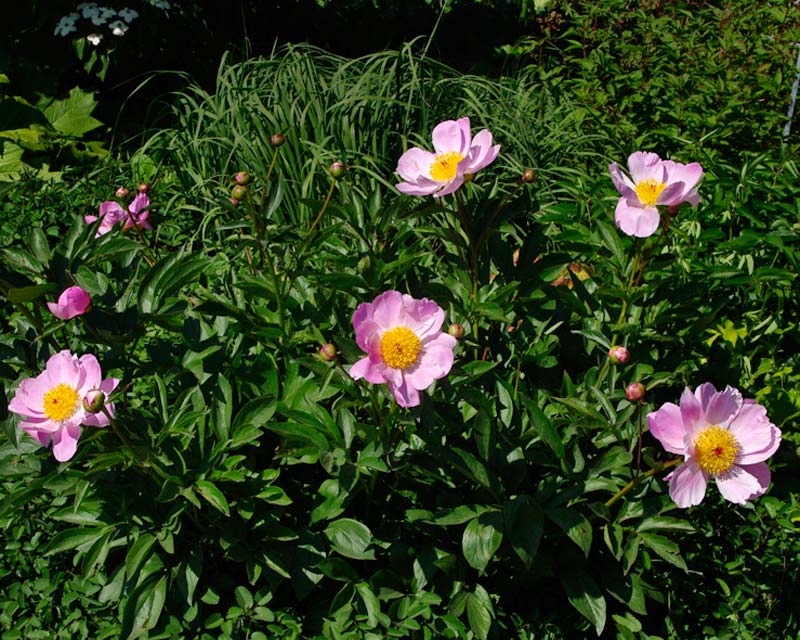 Paeonia lactiflora 'Nymphe' - small bushy perennial with pink flowers