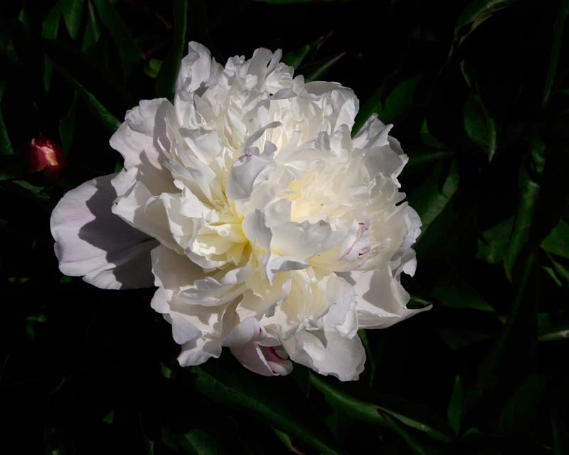 Paeonia lactiflora 'Shirley Temple' - White double flowers