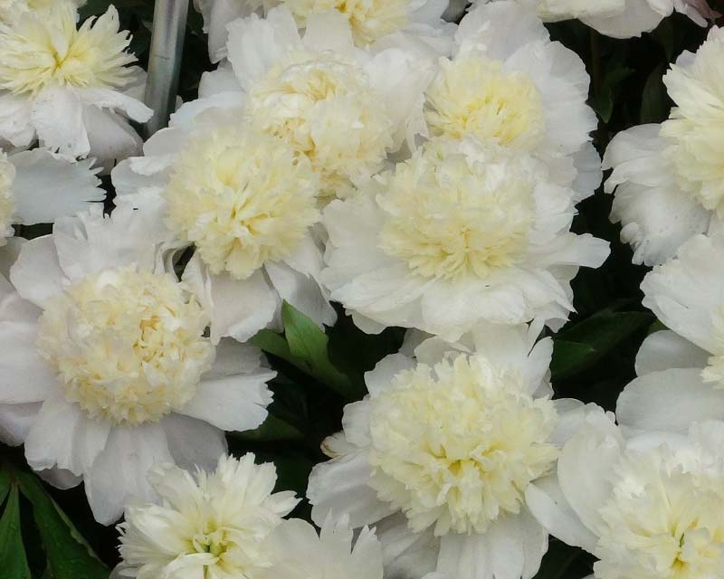 Paeonia 'Charlie's White', a hybrid from Paeonia lactiflora