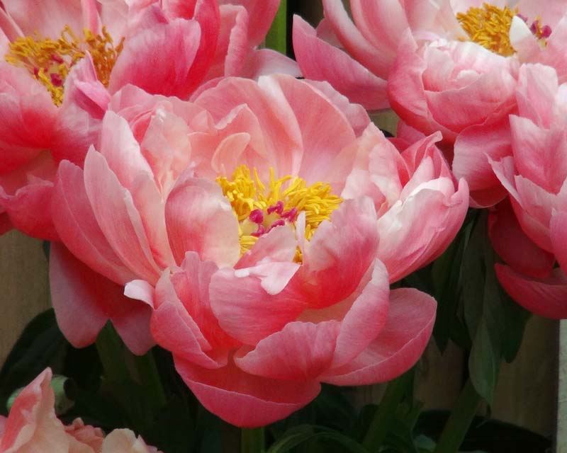 Paeonia 'Coral Charm', a hybrid from Paeonia lactiflora