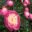 Paeonia lactiflora 'Bowl of Beauty' - Jill Triay