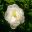Paeonia lactiflora 'Immaculata' Pure white flowers