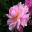 Paeonia lactiflora 'Sarah Bernhardt'  Double flowers , soft pink petals