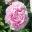 Paeony lactiflora x Sarah Bernhardt