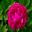 Paeonia lactiflora 'Suruga' has deep magenta double flowers