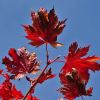 Acer japonicum - autumn colour