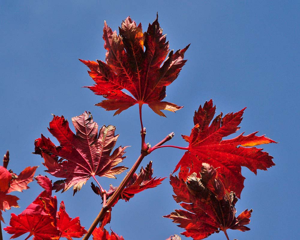 Acer japonicum - autumn colour