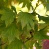 Acer japonicum - the leaves darken before turning red and orange