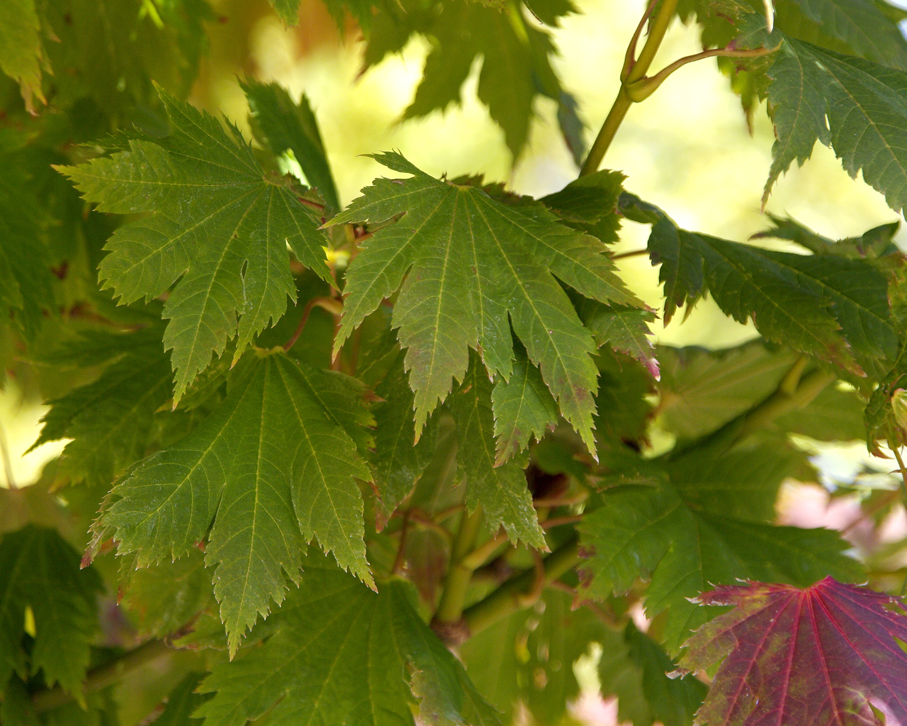 Acer japonicum - the leaves darken before turning red and orange
