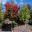 Acer japonicum Vitifolium - Autumn colours