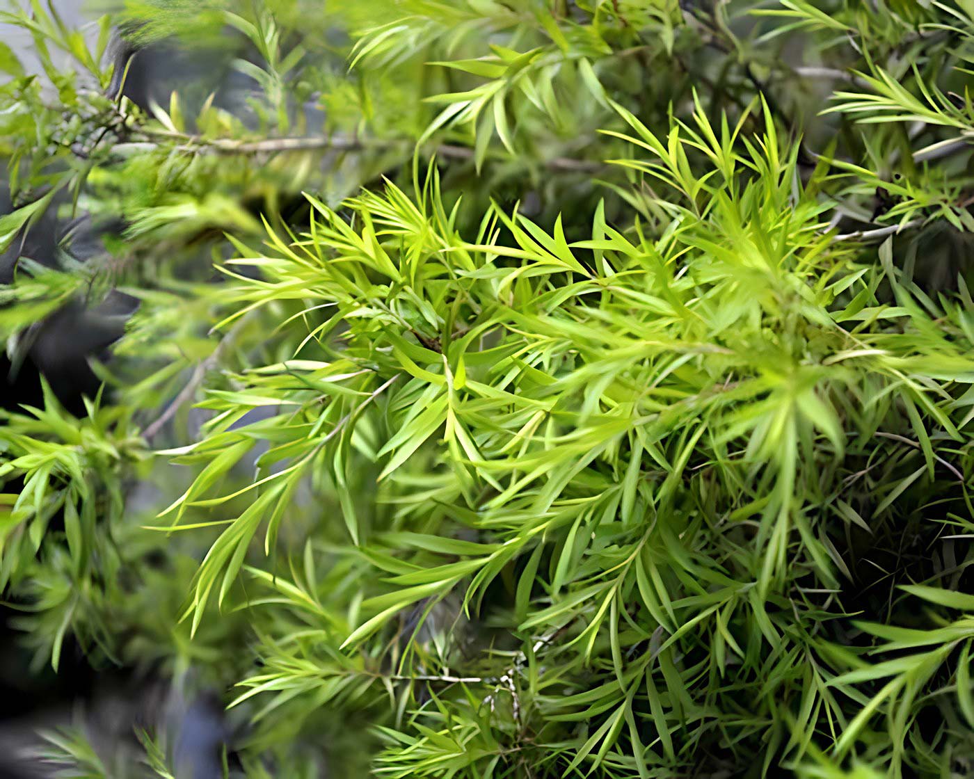 Melaleuca bracteata Revolution Green