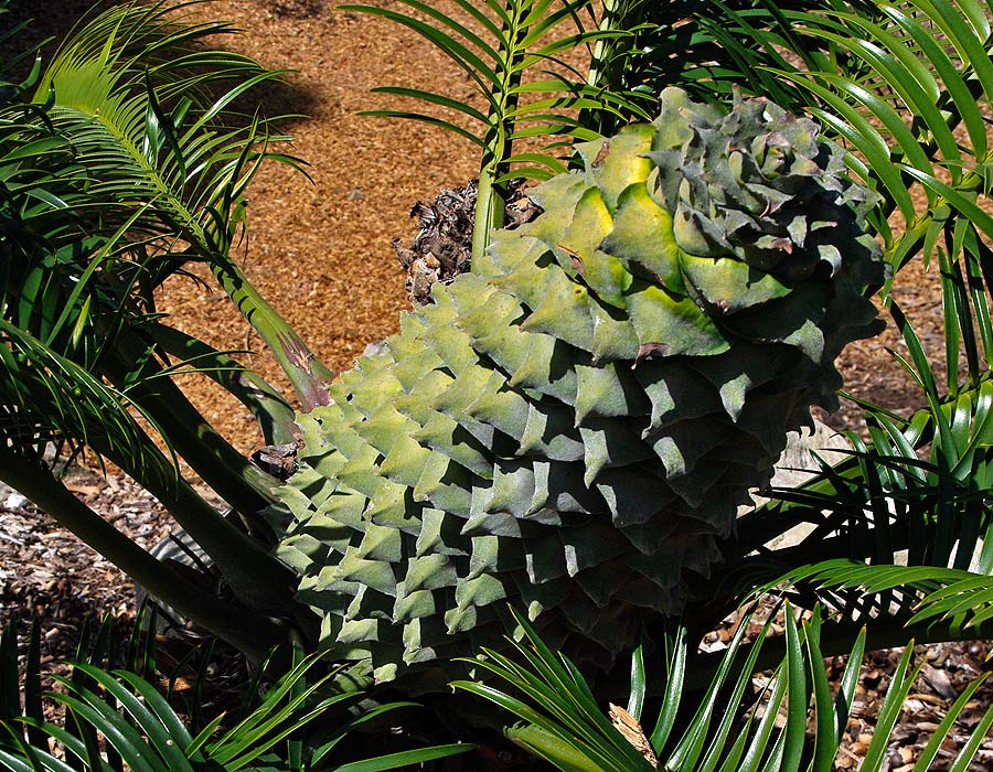 The pineapple-like fruit of Lepidozamia Peroffskyana, The Pineapple Zamia