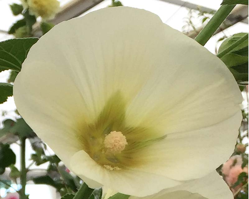 Alcea rosea hybrid - this is Sunshine
