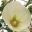 Alcea rosea hybrid - this is Sunshine