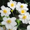 Anemone huehensis - Japanese Windflowers