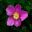 Anemone hupehensis japonica 'Splendens' deep pink flowers