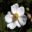 Anemone hupehensis japonica