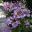 Anemone huphensis japonica