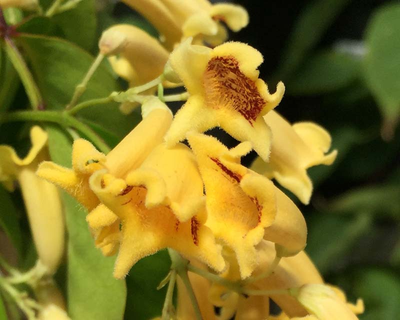 Pandorea pandorana 'Lemon Bells' - yellow bells with splash of red on inside of the upper petals